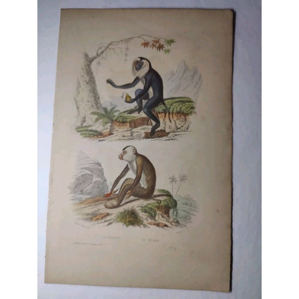 Antique Buffon Engraving Hand- Colored Monkeys 'Le Maimon' 'L' Ouanderou' 10x7"‎